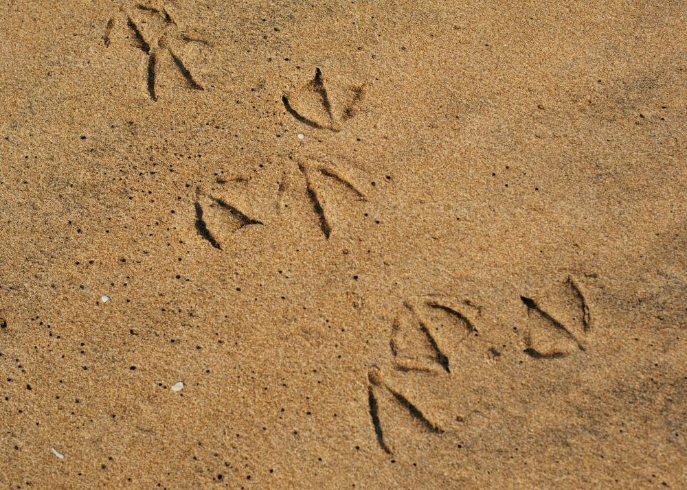 Seagull prints in the sand - Australian Stock Image
