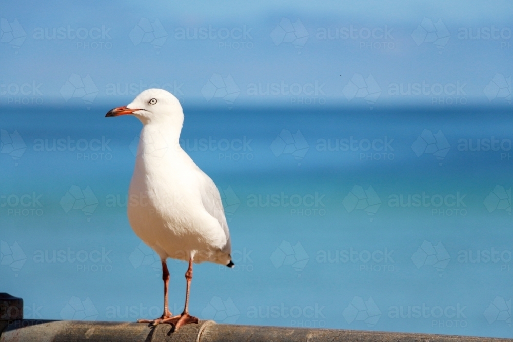 seagull sitting on fence with blue sea - Australian Stock Image