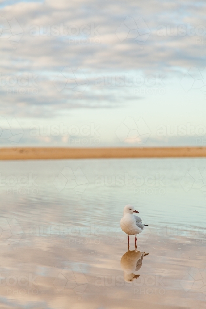 Seagull standing in water alone with reflection - Australian Stock Image