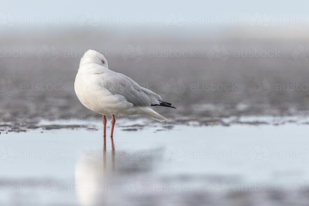 Seagull standing in water at the beach - Australian Stock Image