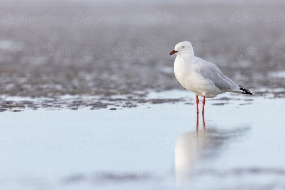 Seagull standing in water at the beach - Australian Stock Image