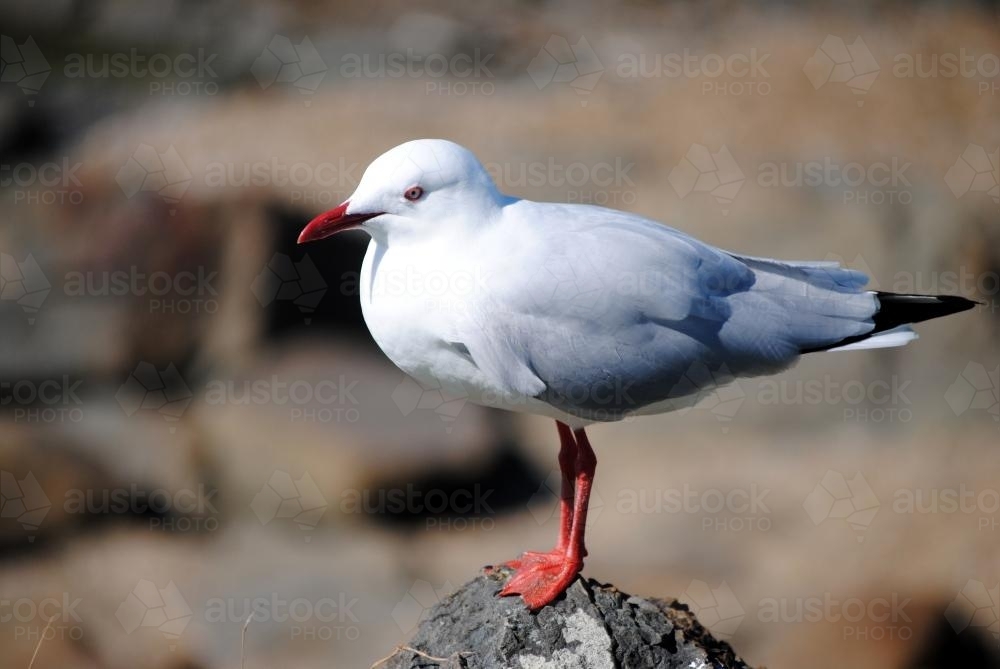 Seagull standing on a rock - Australian Stock Image