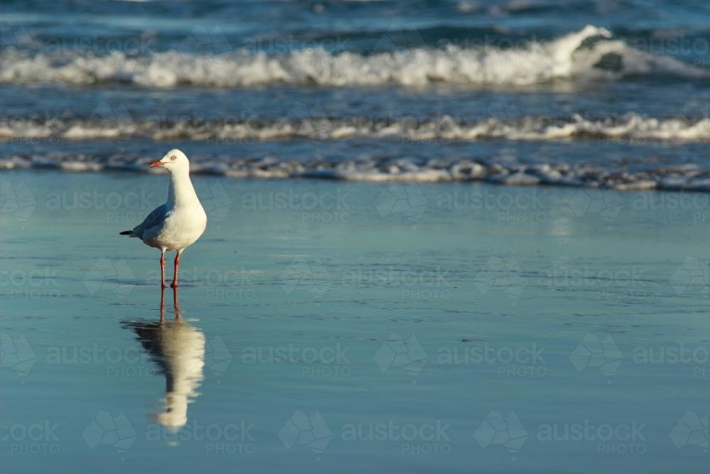 Seagull standing on a wet beach - Australian Stock Image
