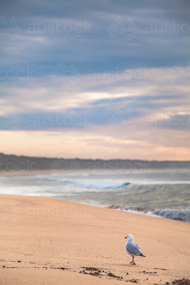 Seagull standing on empty beach at dawn - Australian Stock Image