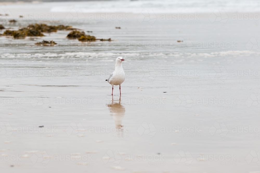 Seagull standing on sand on beach - Australian Stock Image