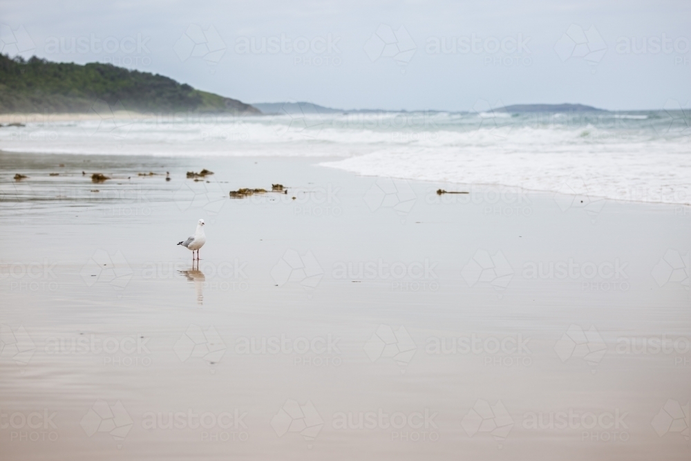 Seagull standing on sand on empty beach with waves and coastline - Australian Stock Image