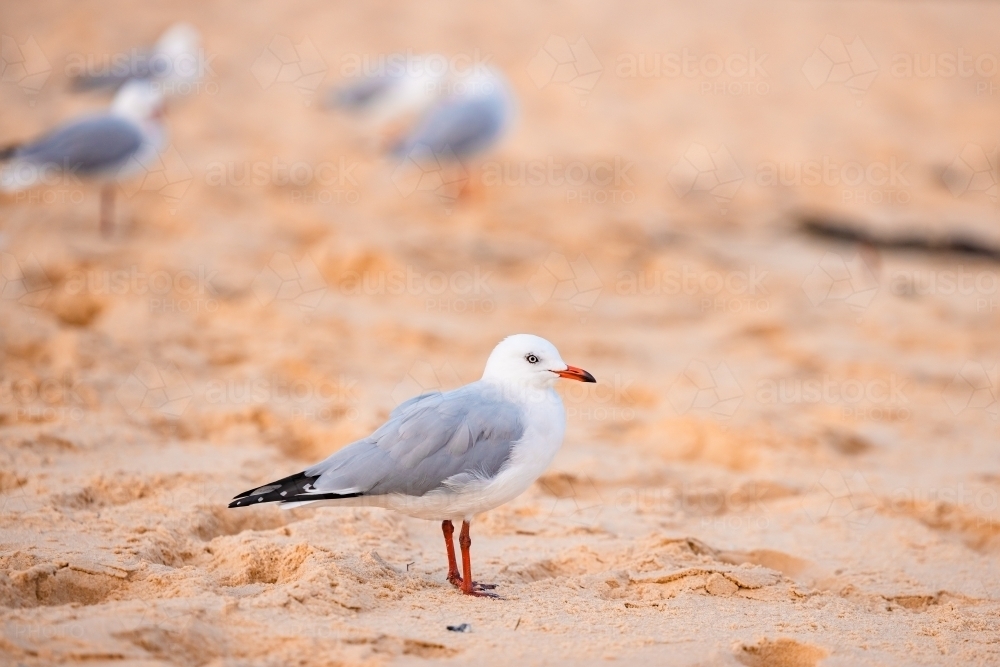 Seagull standing on sandy beach - Australian Stock Image