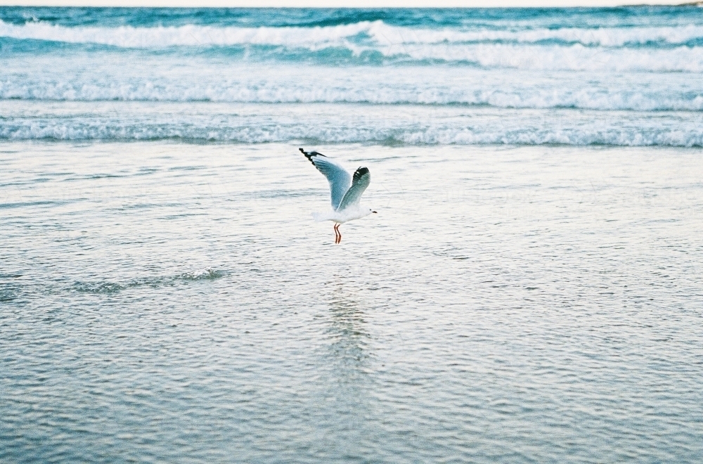 Seagull Taking off over water - Australian Stock Image