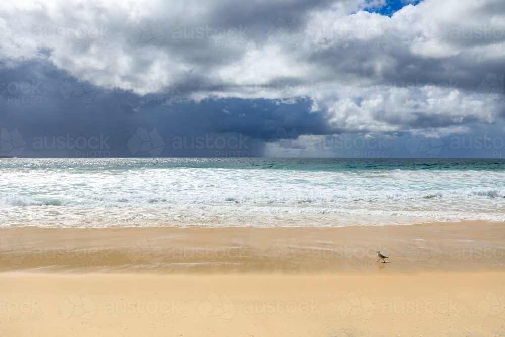 Seagull walking on sandy beach against stormy sky - Australian Stock Image
