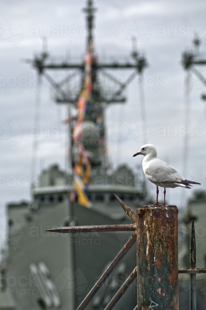 Seagull, with Navy Boat behind - Australian Stock Image