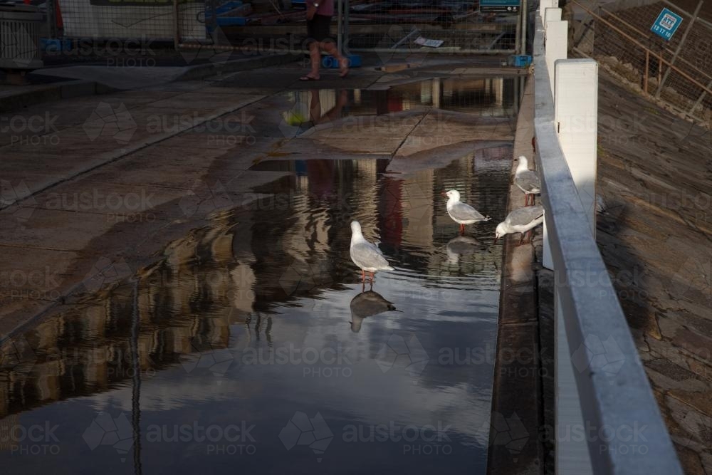 Seagulls after a big down pour - Australian Stock Image