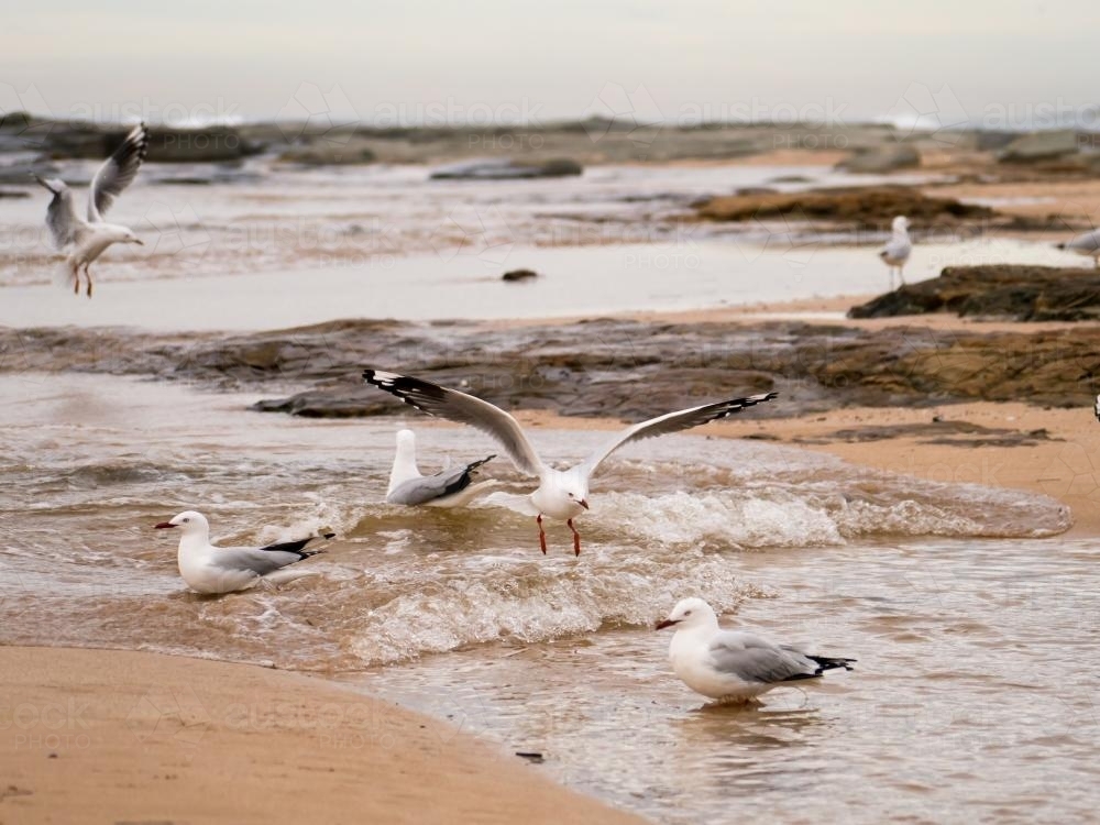 Seagulls among rocks with a small incoming wave on the beach - Australian Stock Image