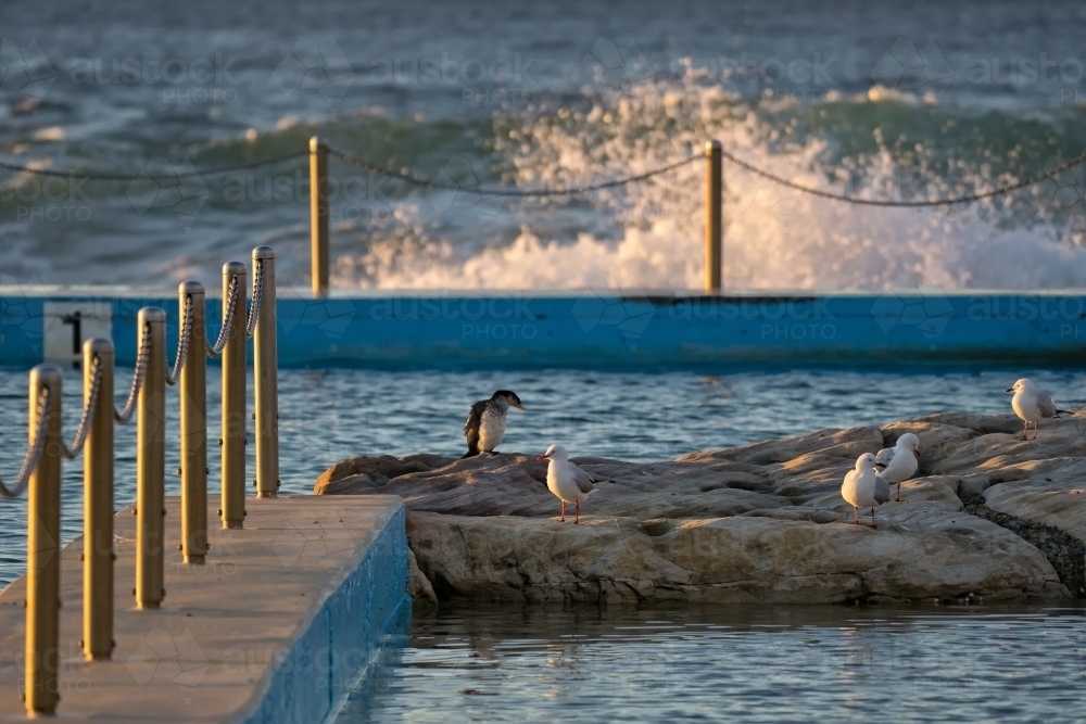 Seagulls and Cormorant sitting on rocks at a Sydney ocean pool - Australian Stock Image