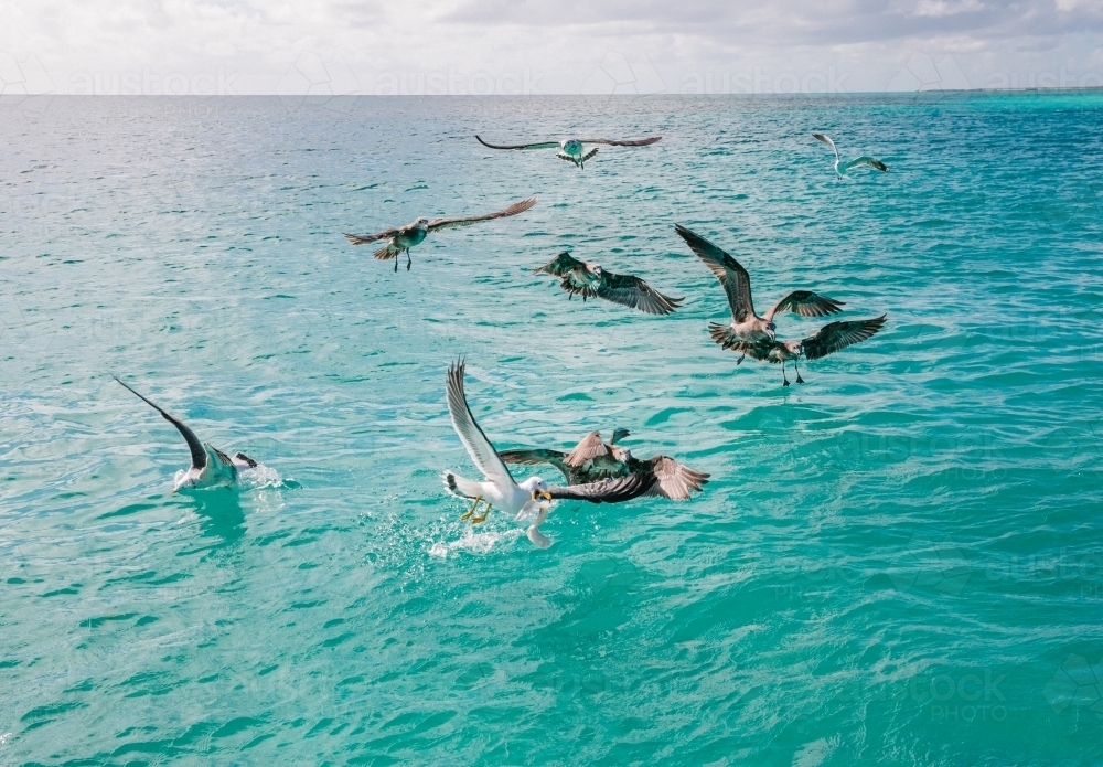 Seagulls and other sea birds fighting for food scraps over the calm turquoise ocean - Australian Stock Image