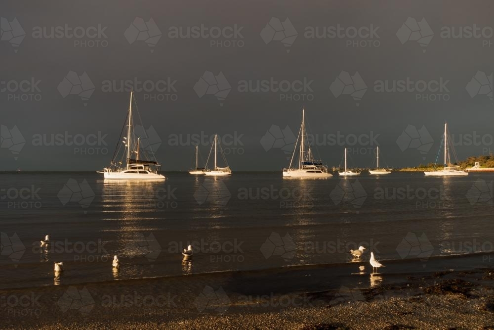 Seagulls and Yachts in Geelong - Australian Stock Image