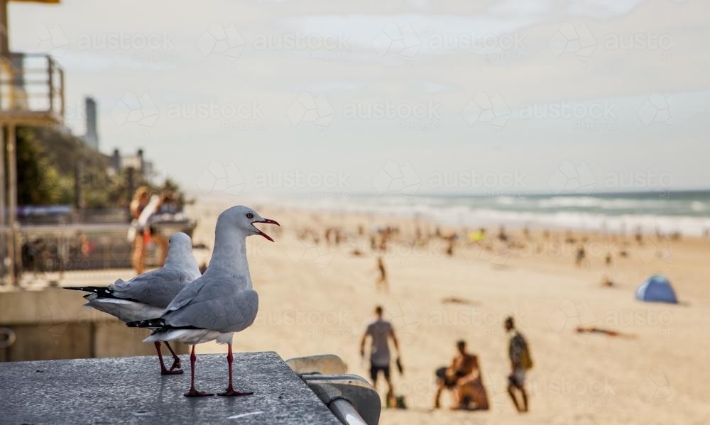 Seagulls at the beach - Australian Stock Image