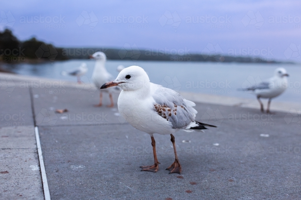 seagulls at Warners Bay Foreshore Reserve in dusk light - Australian Stock Image