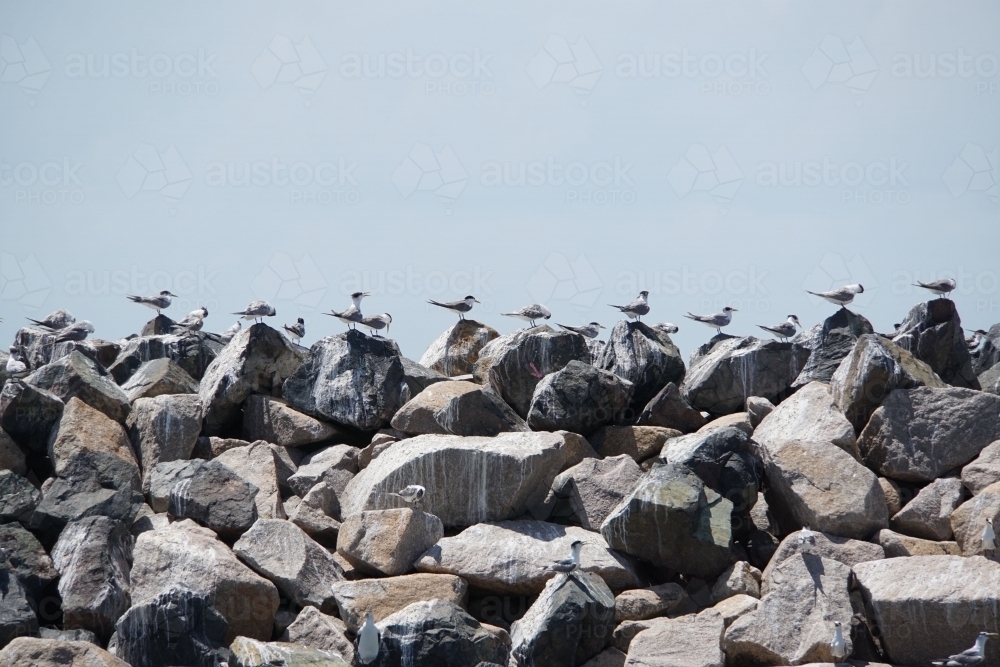 Seagulls in a line atop the rocks - Australian Stock Image