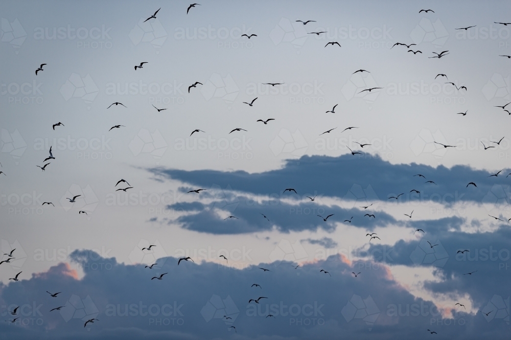 seagulls in flight - Australian Stock Image