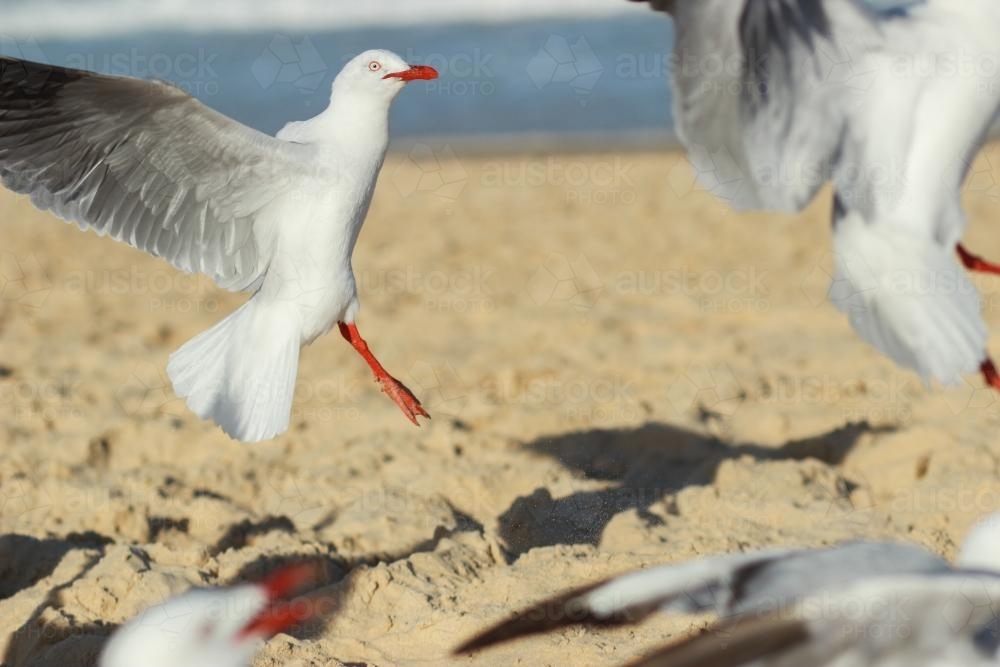 Seagulls jumping to catch food thrown to them - Australian Stock Image