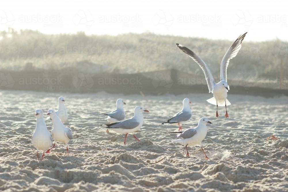 Seagulls landing on the beach - Australian Stock Image