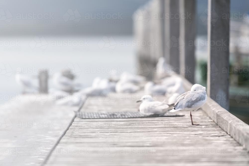 Seagulls on a jetty by the water - Australian Stock Image