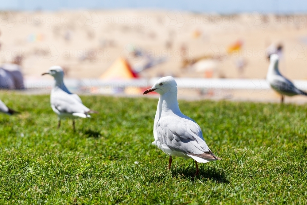 Seagulls on grass with out of focus beach and crowds of people at the seaside in summer - Australian Stock Image
