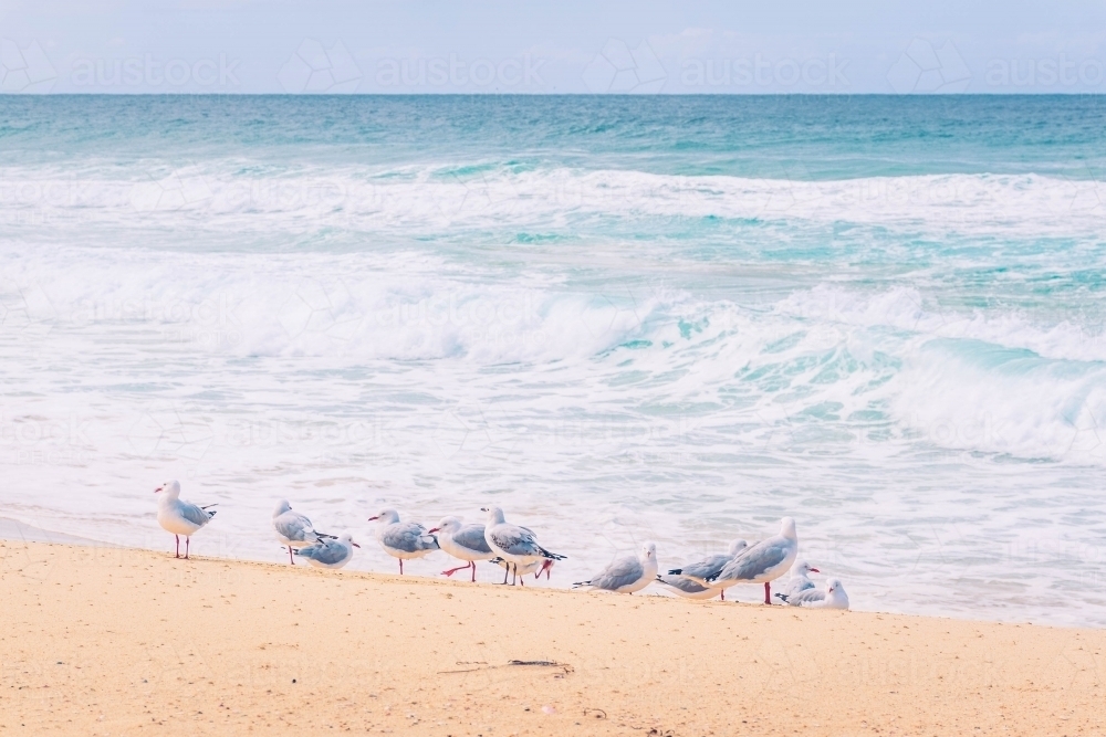 Seagulls on the beach at the waters edge with the ocean in the background - Australian Stock Image