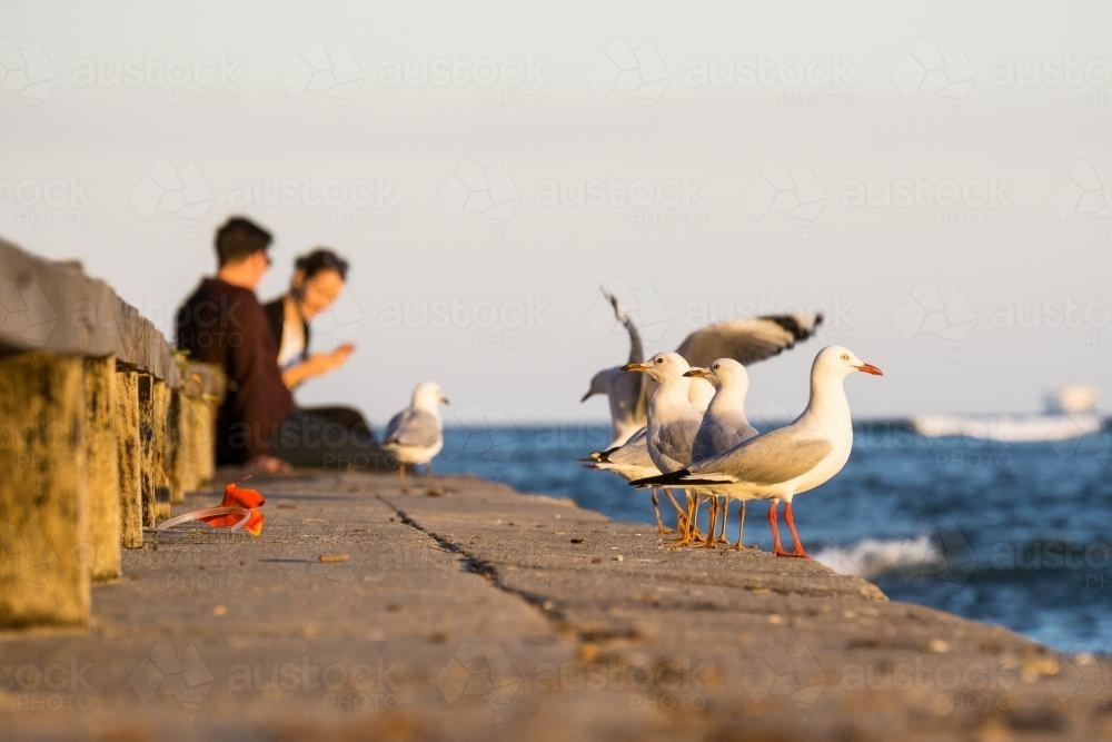 Seagulls sitting on a seawall with a couple of people in the background - Australian Stock Image