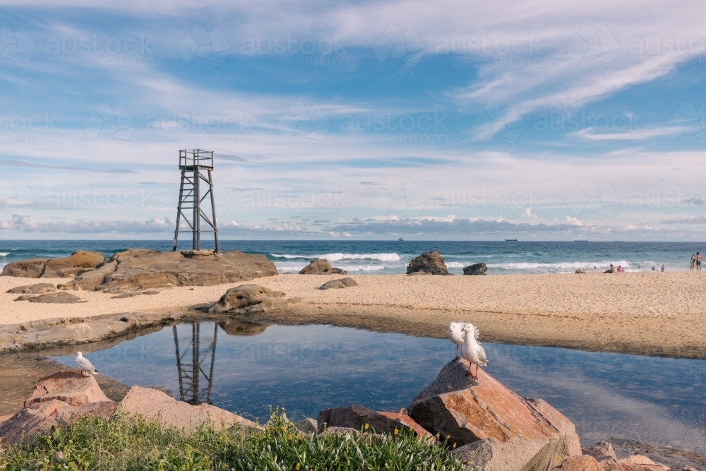 Seagulls sitting on rock with lookout tower in background on Redhead Beach - Australian Stock Image