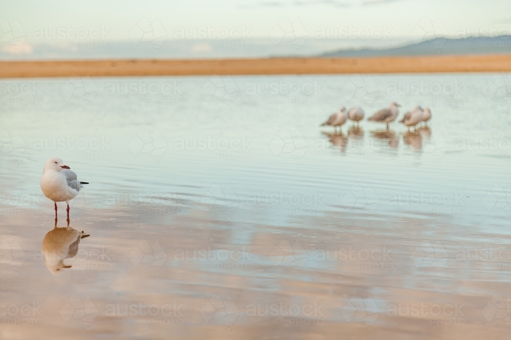 Seagulls standing in calm still water with reflection - Australian Stock Image