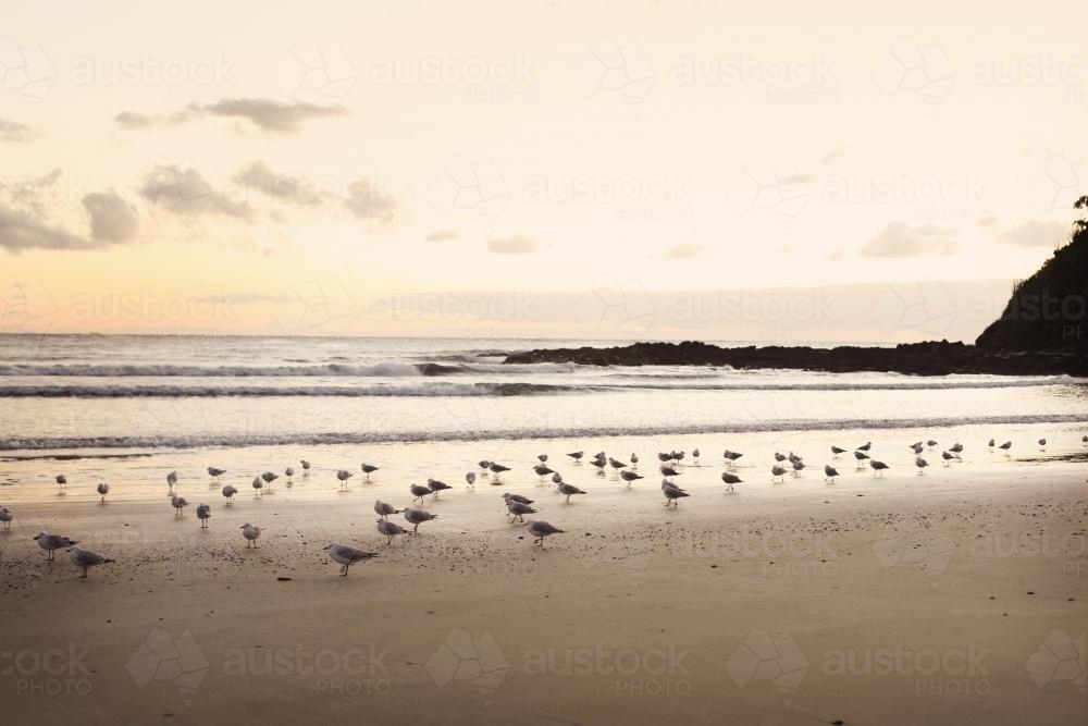 Seagulls standing on the sand at the beach - Australian Stock Image