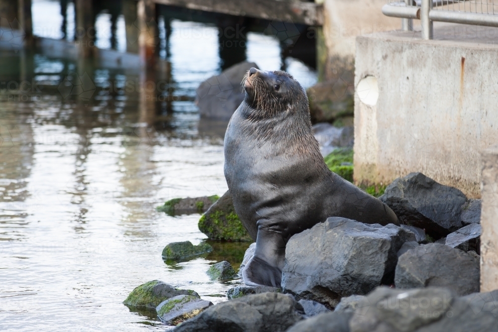 Seal sitting on a rock beside a jetty - Australian Stock Image