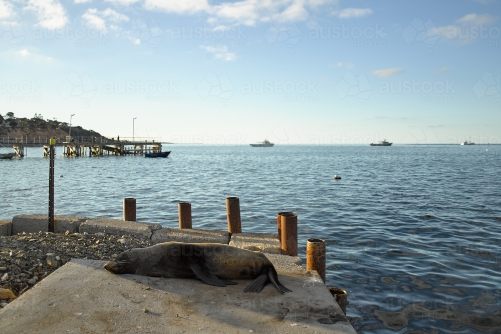 Seal sleeping on a jetty - Australian Stock Image