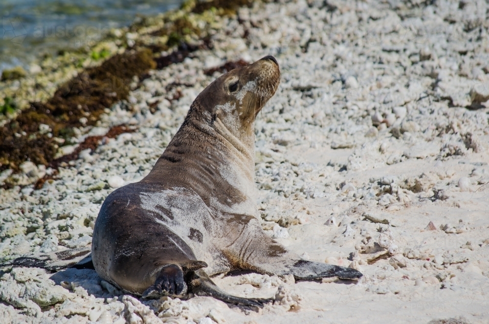 Seal sunning itself on beach - Australian Stock Image