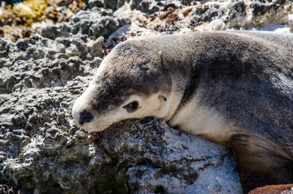 Seal sunning itself on rock - Australian Stock Image