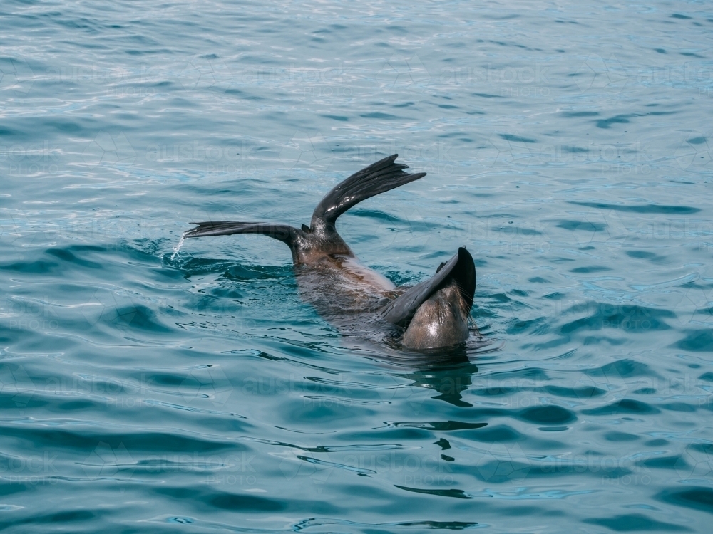 Seal swimming in blue water - Australian Stock Image