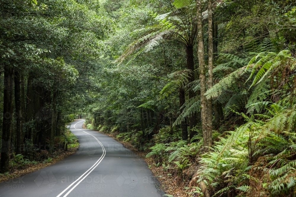 Sealed road through rainforest - Australian Stock Image