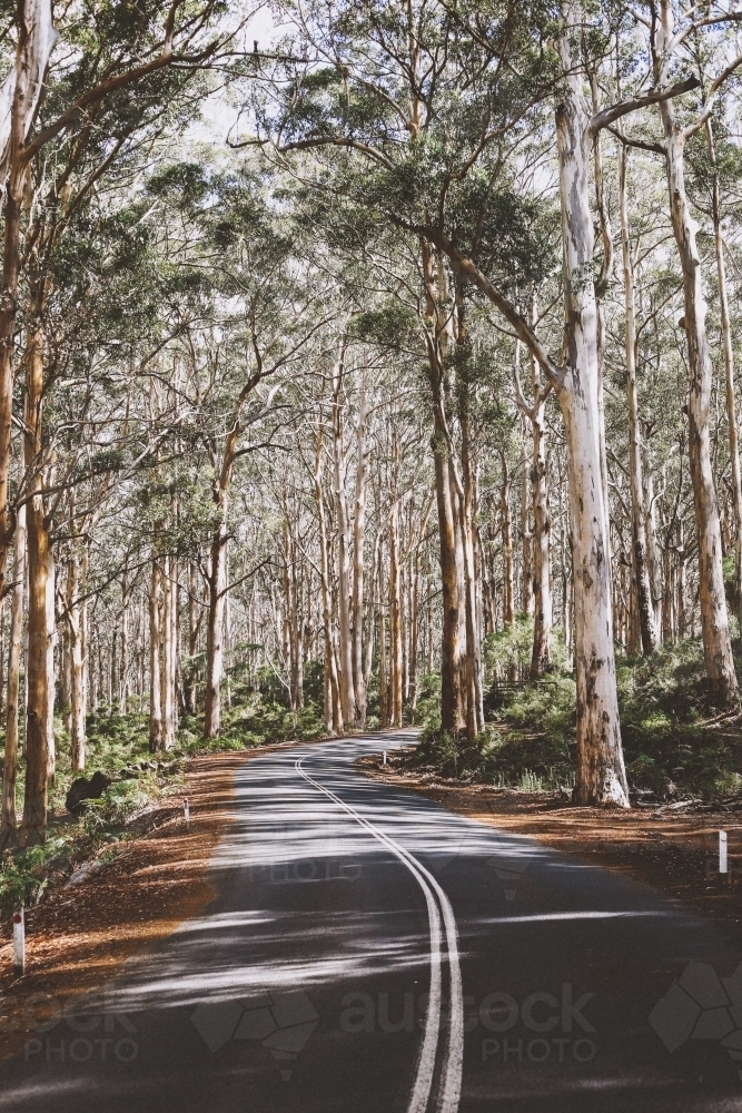 Sealed road winding through a gum tree forest - Australian Stock Image