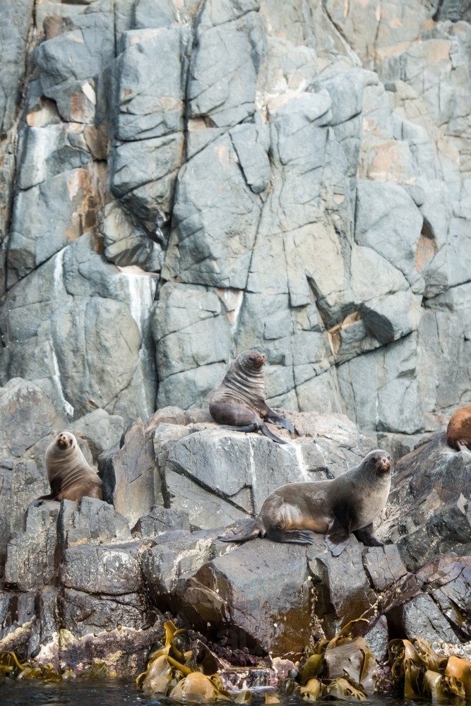 Seals and sealions lazing and playing on rock - Australian Stock Image