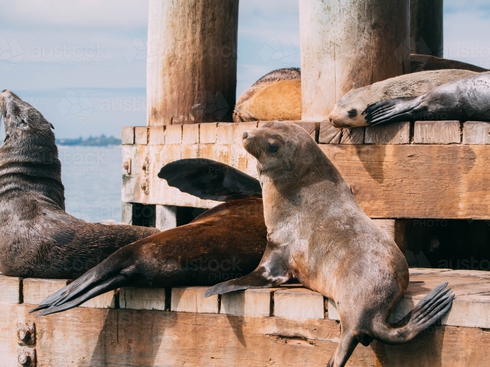 Seals resting on wooden jetty - Australian Stock Image