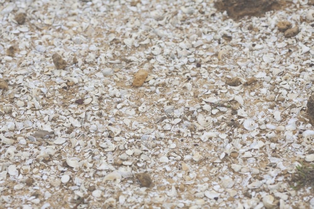 Seashells at the beach - Australian Stock Image