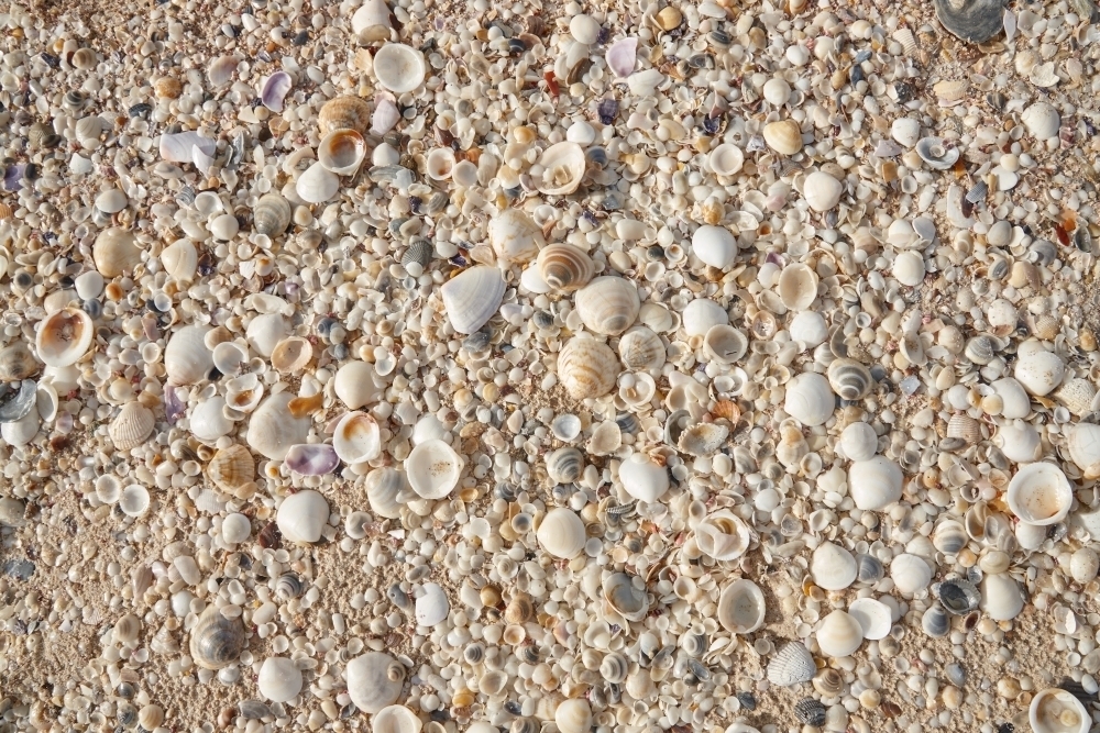 Seashells - Australian Stock Image