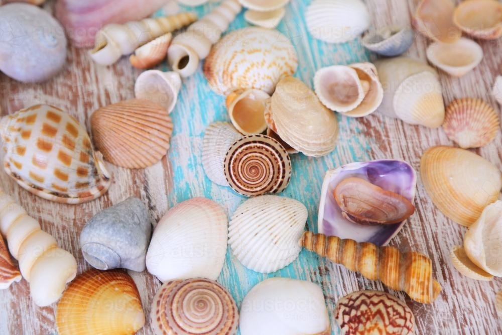 Seashells on beach timber table - Australian Stock Image