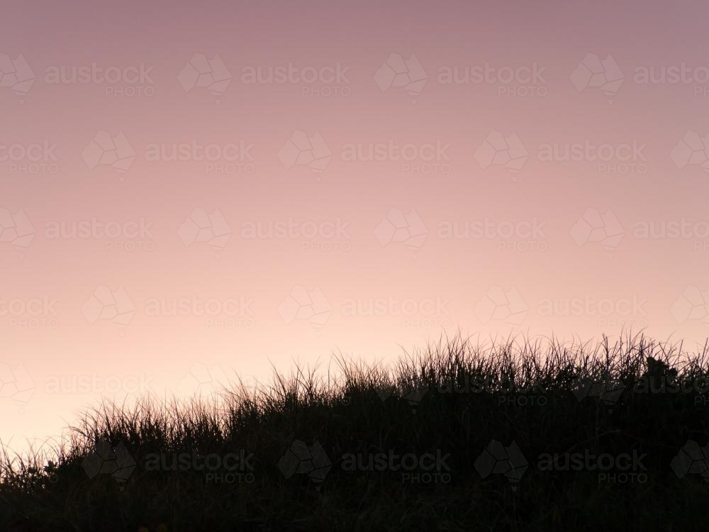 Seaside grass silhouetted against a purple evening sky - Australian Stock Image