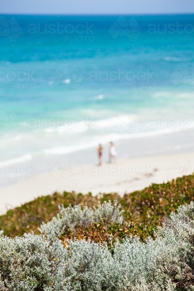 Seaside plants and beach - Australian Stock Image