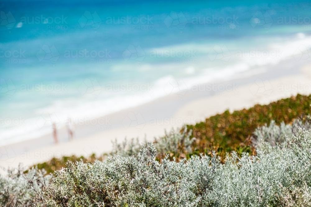 Seaside plants and beach - Australian Stock Image