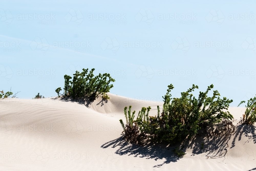 Image of seaside plants growing in white sand - Austockphoto