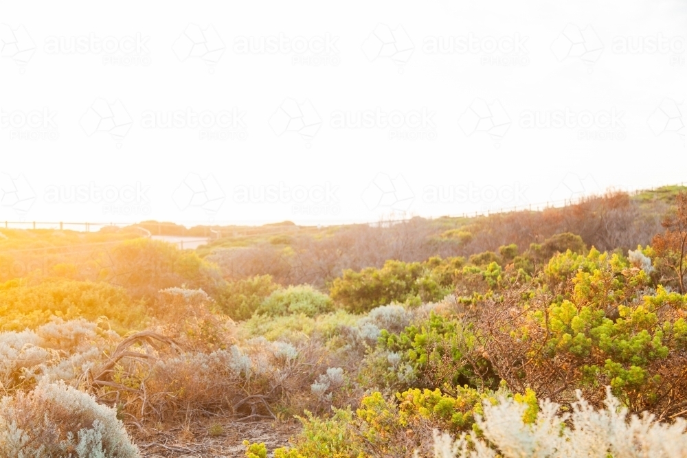 Seaside vegetation plants and shrubs on the coastline at sunset - Australian Stock Image