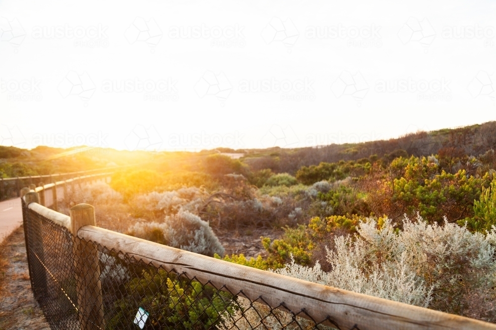 Seaside vegetation plants and shrubs on the coastline at sunset - Australian Stock Image